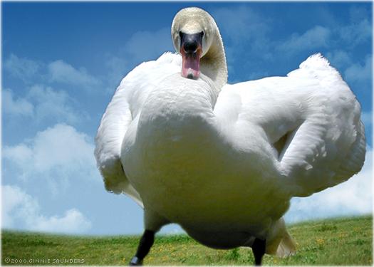 DaDane of DaWeek