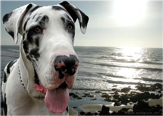 Dane