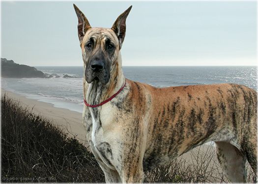 Great Dane