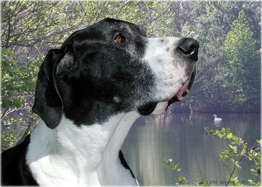 Jabber, in front of our pond