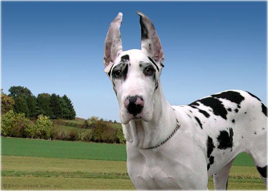 Dane of the Week