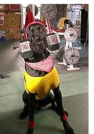 Tiger at the gym
